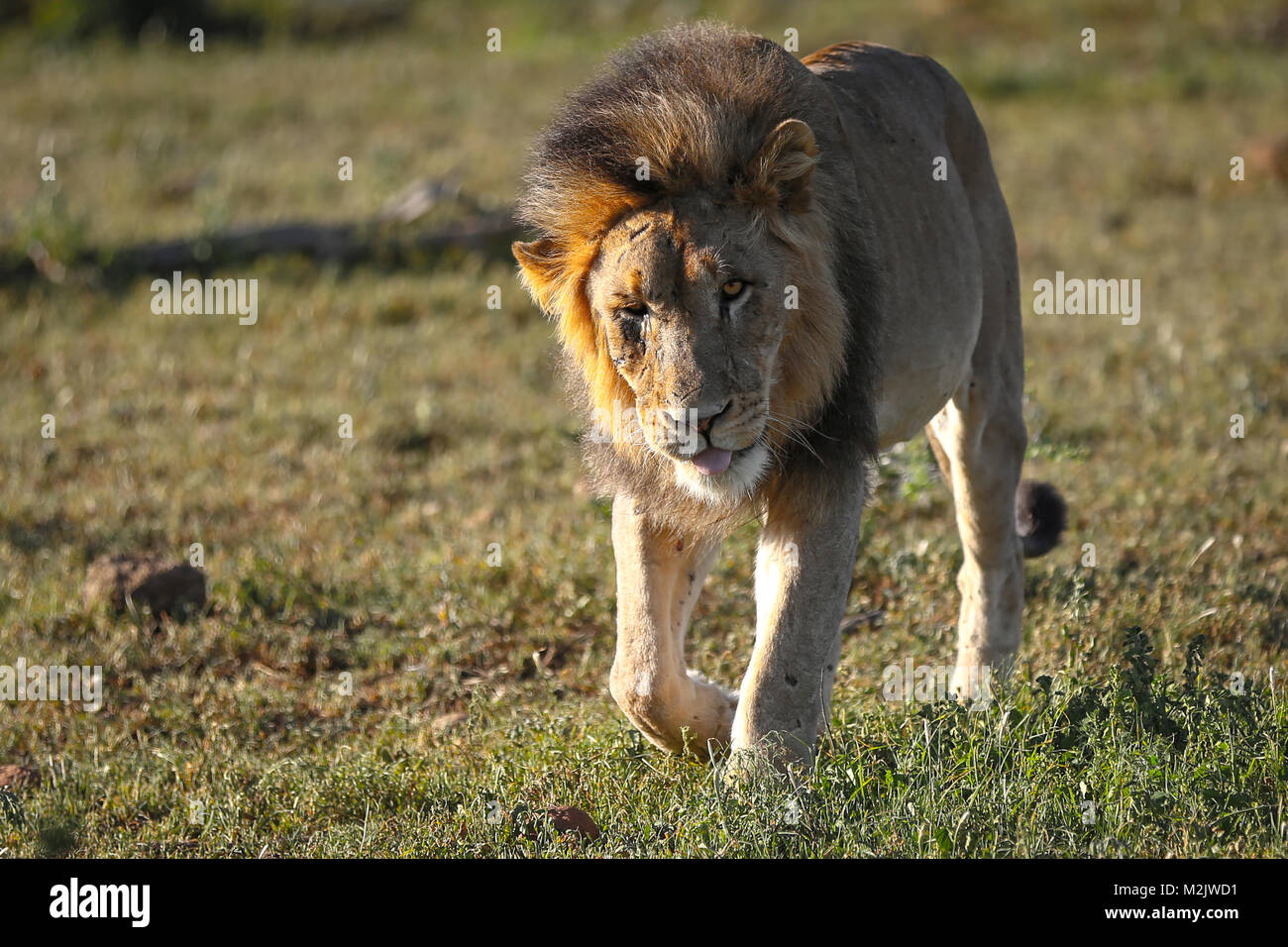 Heavily scarred Lion on the prowl in scrubland at Mkuse Falls Private Game Reserve Kwazulu-Natal Province, South Africa Stock Photo