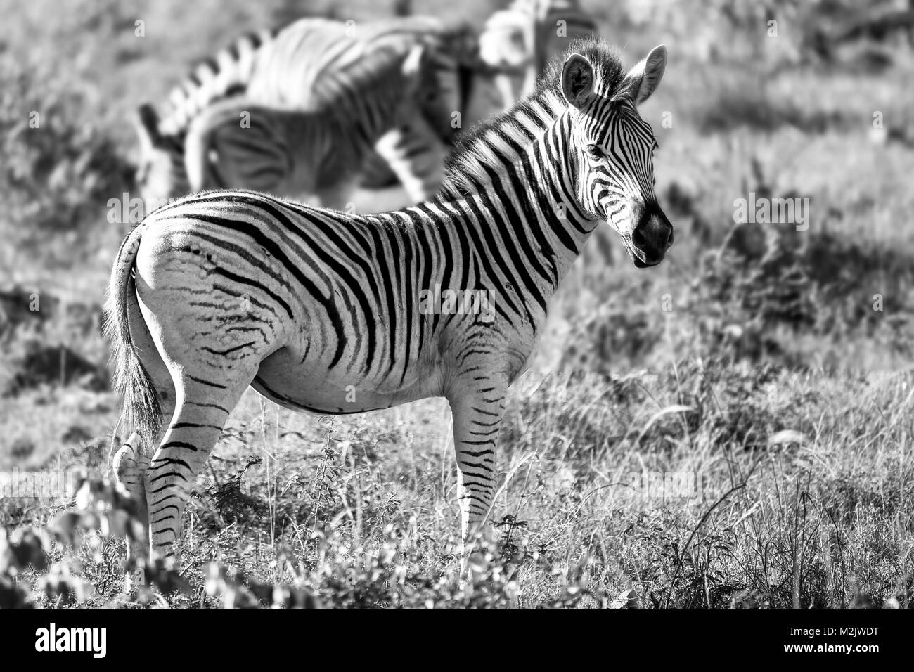 Black and white study of Zebra in grasslands - Mkuse Falls Private Game Reserve, KZN - South Africa Stock Photo