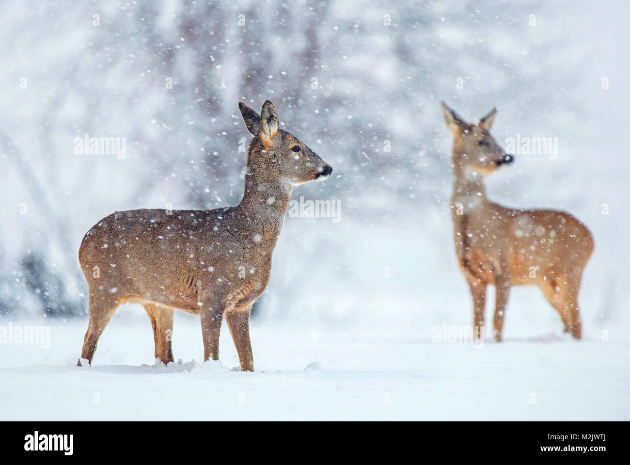 Wild roe deer standing in a snow covered field during snowfall Stock ...
