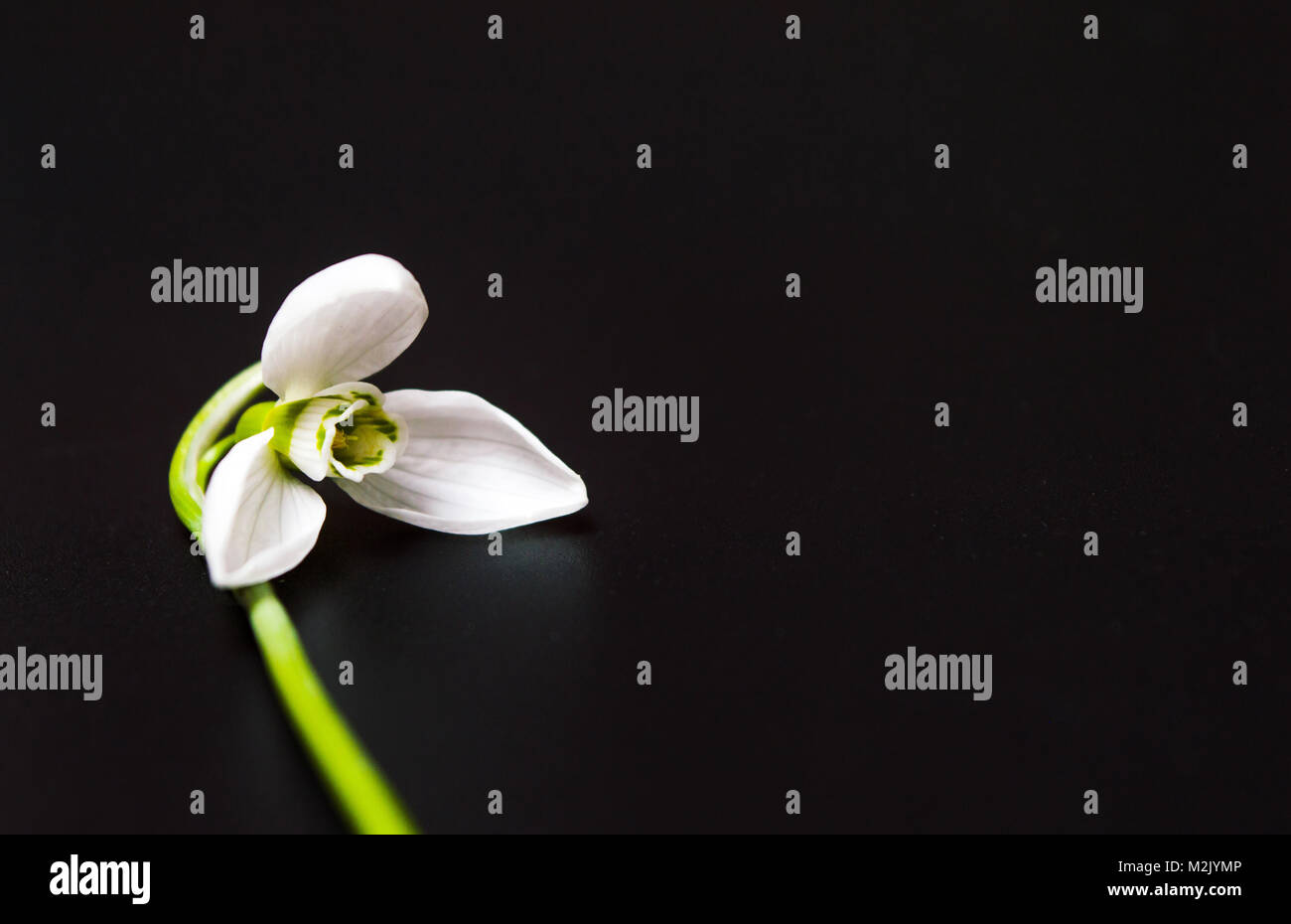 Fresh snowdrop flower on dark background. Spring announcement Stock Photo