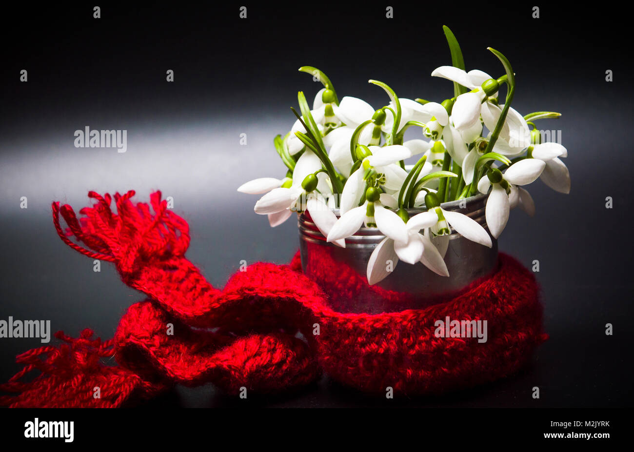 Snowdrop flowers in a can vase covered with red winter scarf Stock Photo