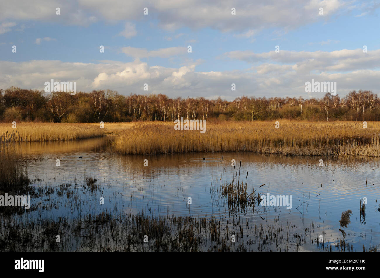 Sunlit reedbeds on a bright winter's day at the Yorkshire Wildlife Trust's Potteric Carr reserve near Doncaster, South Yorkshire. February. Stock Photo