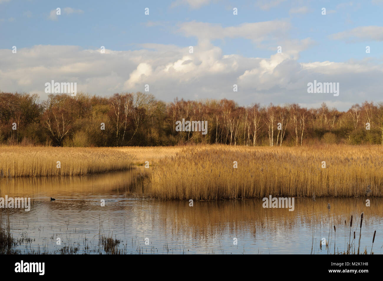Sunlit reedbeds on a bright winter's day at the Yorkshire Wildlife Trust's Potteric Carr reserve near Doncaster, South Yorkshire. February. Stock Photo