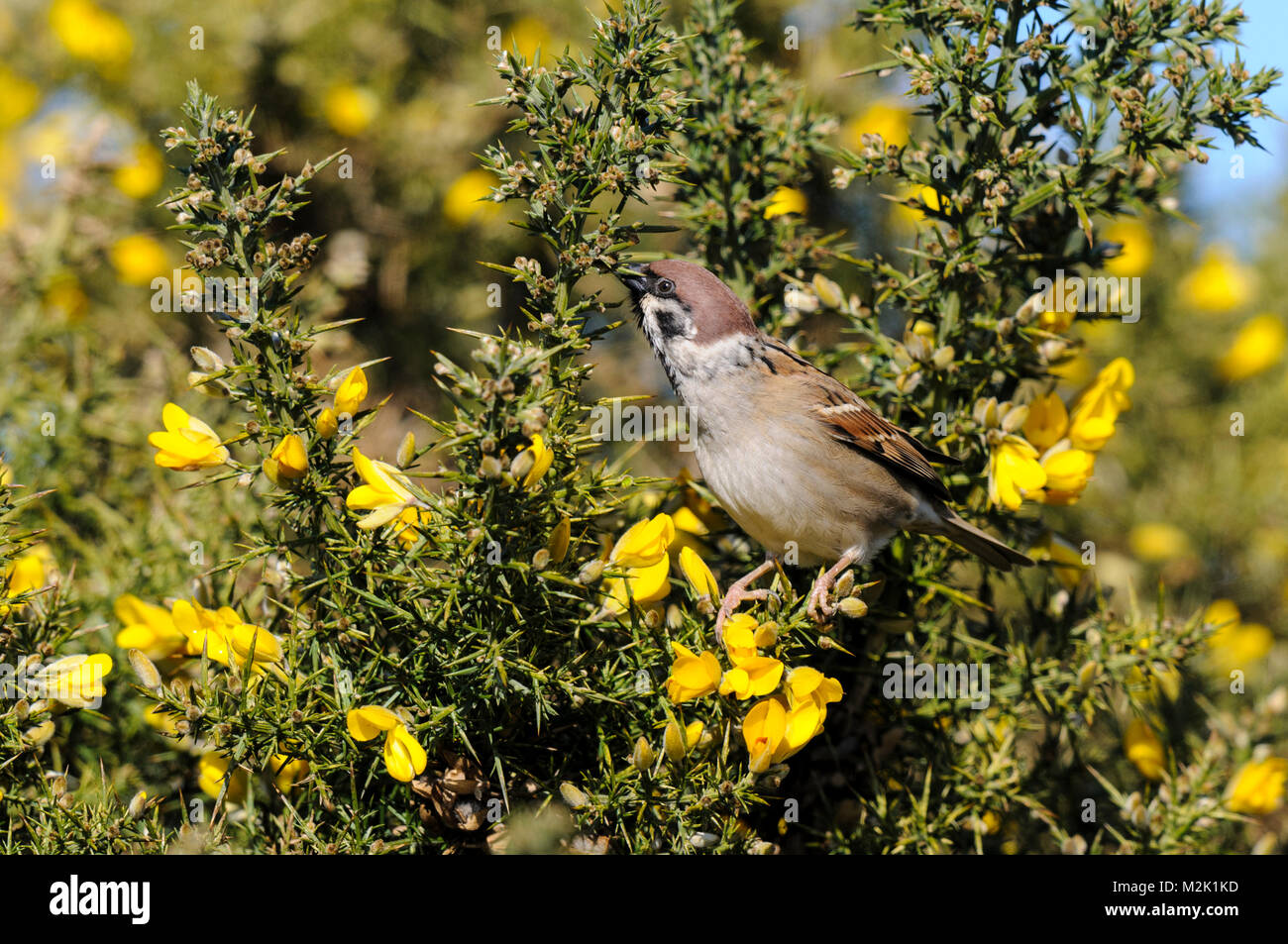 Tree Sparrow Rspb Sparrow feeding buds hi-res stock photography and images - Alamy