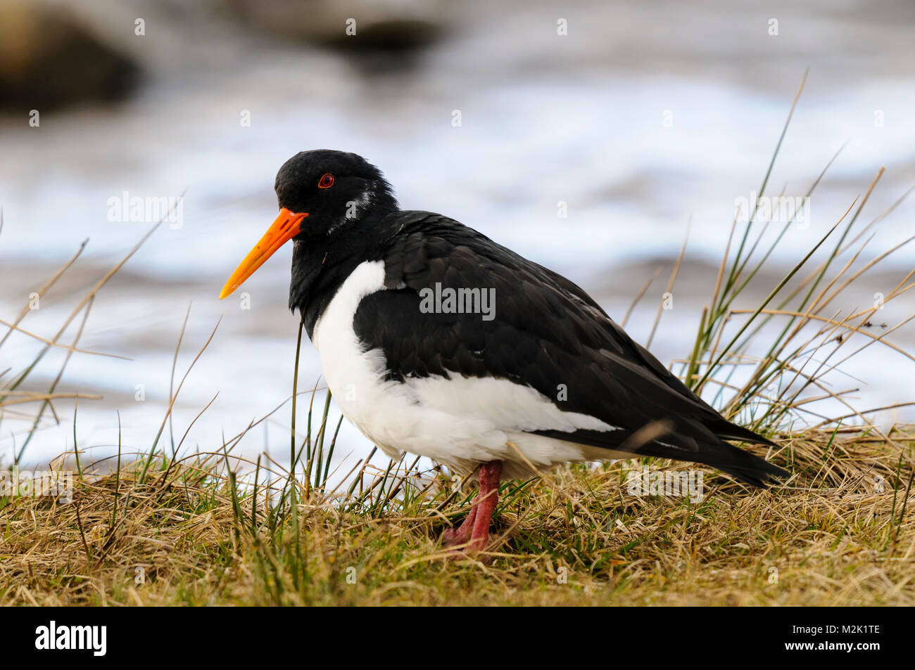 Oystercatcher (Haematopus ostralegus), adult, standing on the banks of