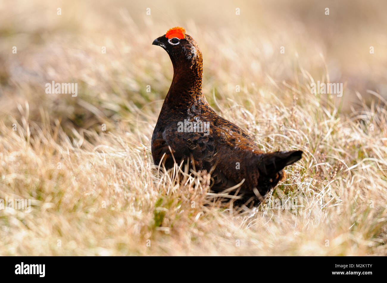 Red grouse (Lagopus lagopus scotica), adult male, displaying his distinctive red eyebrow wattles on moorland by Lochindorb, Morayshire, Scotland. Marc Stock Photo