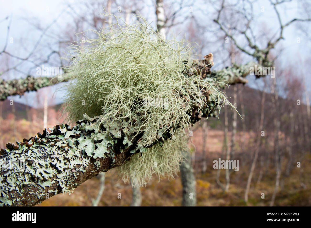 Beard lichen (Usnea cornuta) growing on the branch of a silver birch tree (Betula pendula) encrusted with another lichen (Hypotrachyna laevigata), in  Stock Photo