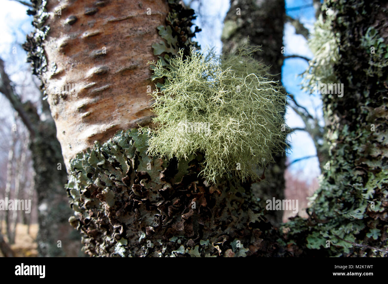 Beard lichen (Usnea cornuta) growing on the trunk of a silver birch tree (Betula pendula) encrusted with another lichen (Hypotrachyna laevigata), in G Stock Photo