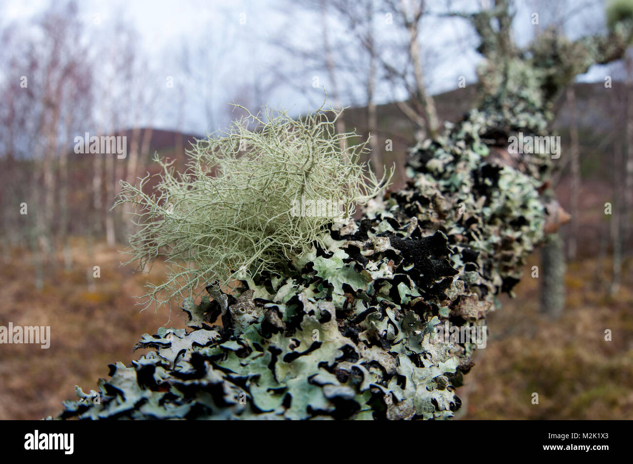 Beard lichen (Usnea cornuta) growing on the branch of a silver birch tree (Betula pendula) encrusted with another lichen (Hypotrachyna laevigata), in  Stock Photo