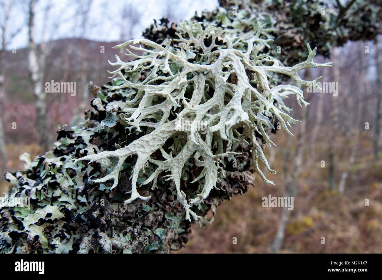 Fruticose lichen (Ramalina farinacea) growing on the branch of a silver birch tree (Betula pendula) encrusted with another lichen (Hypotrachyna laevig Stock Photo