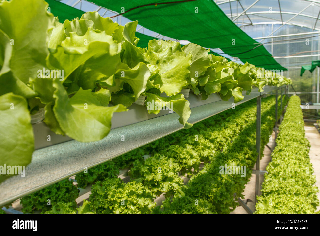greenhouse Stock Photo