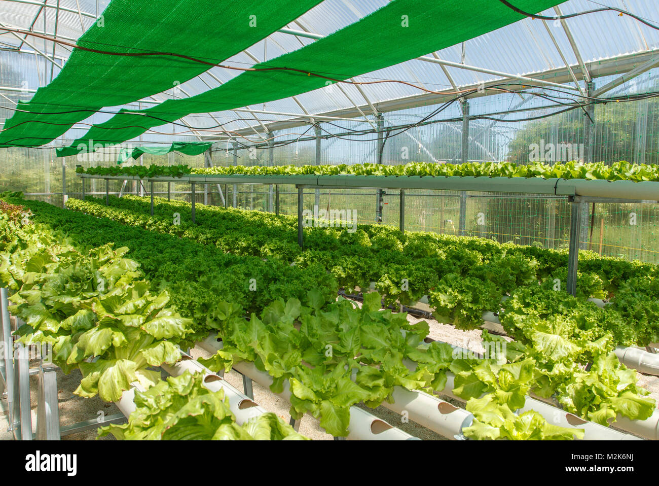 greenhouse Stock Photo