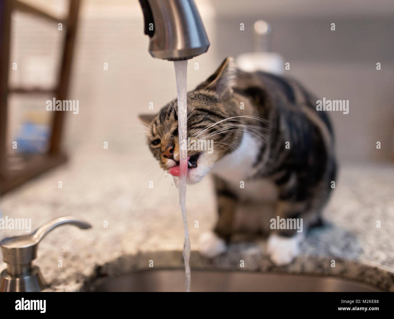 cat sticking tongue out drinking from faucet Stock Photo Alamy