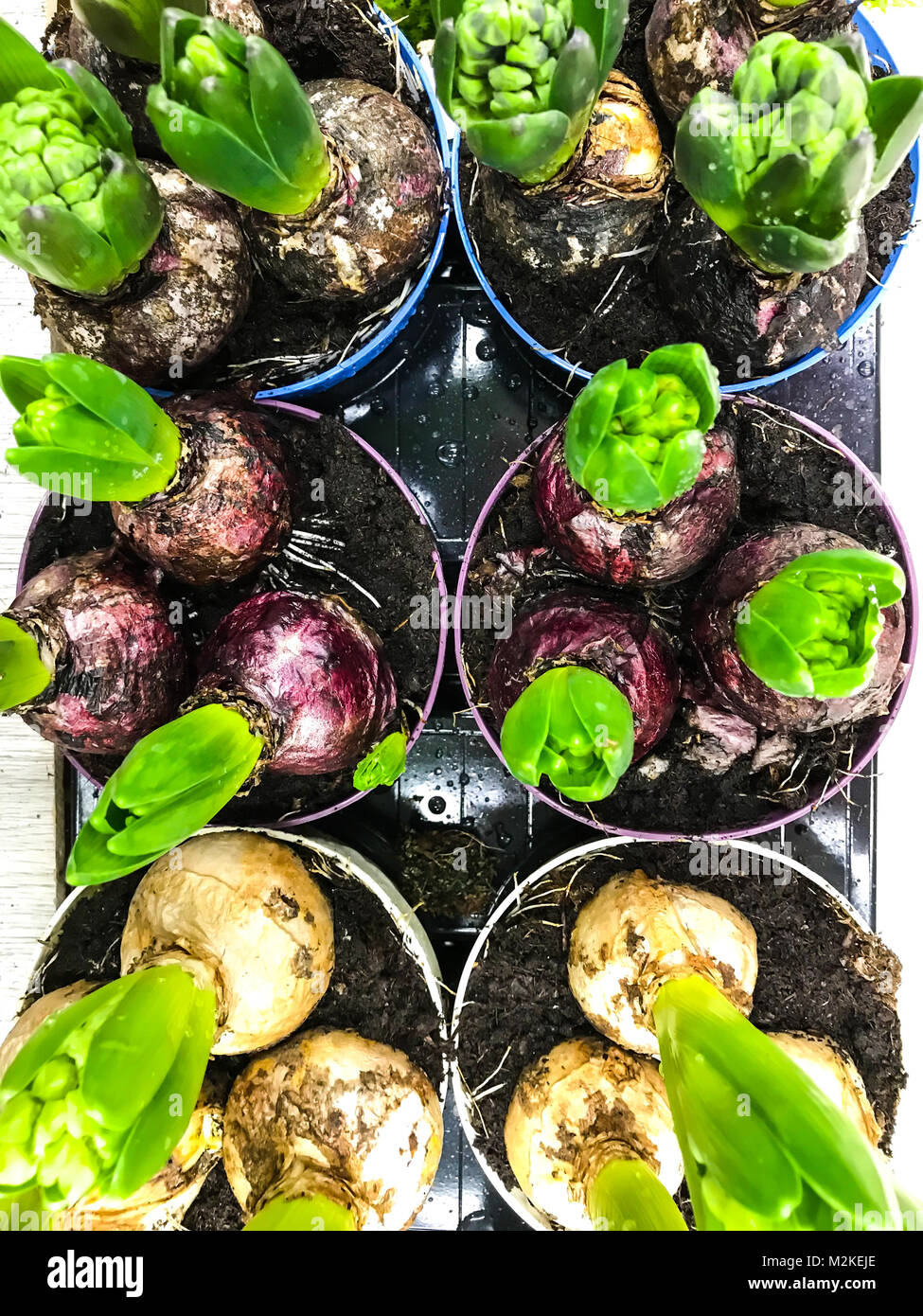 Bulbs of hyacinths in pots with earth Stock Photo Alamy