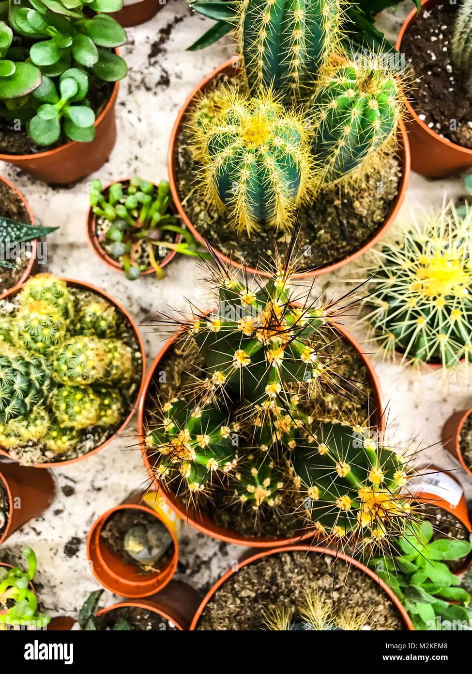 Cacti and succulents in pots on the table Stock Photo