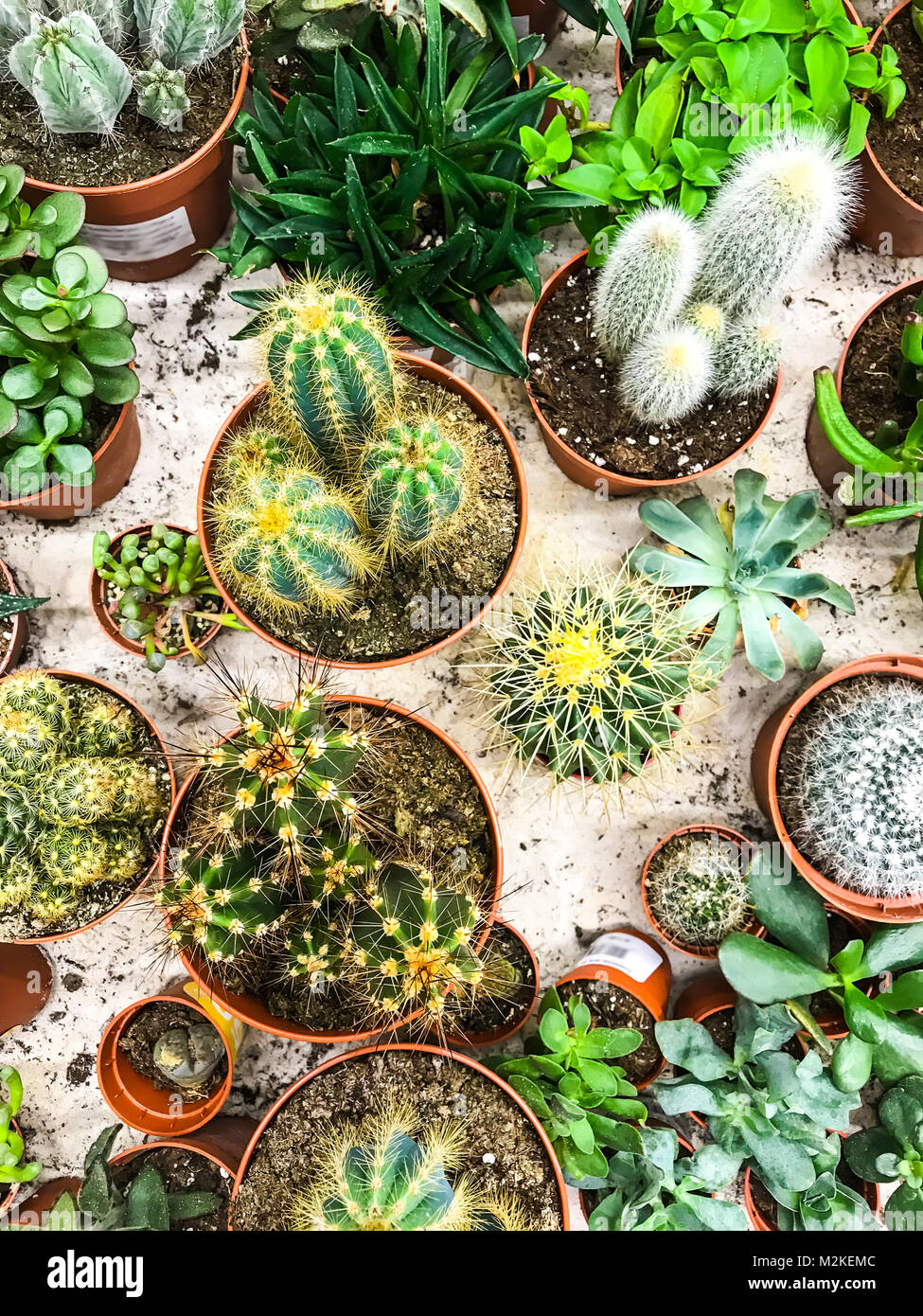 Cacti and succulents in pots on the table Stock Photo