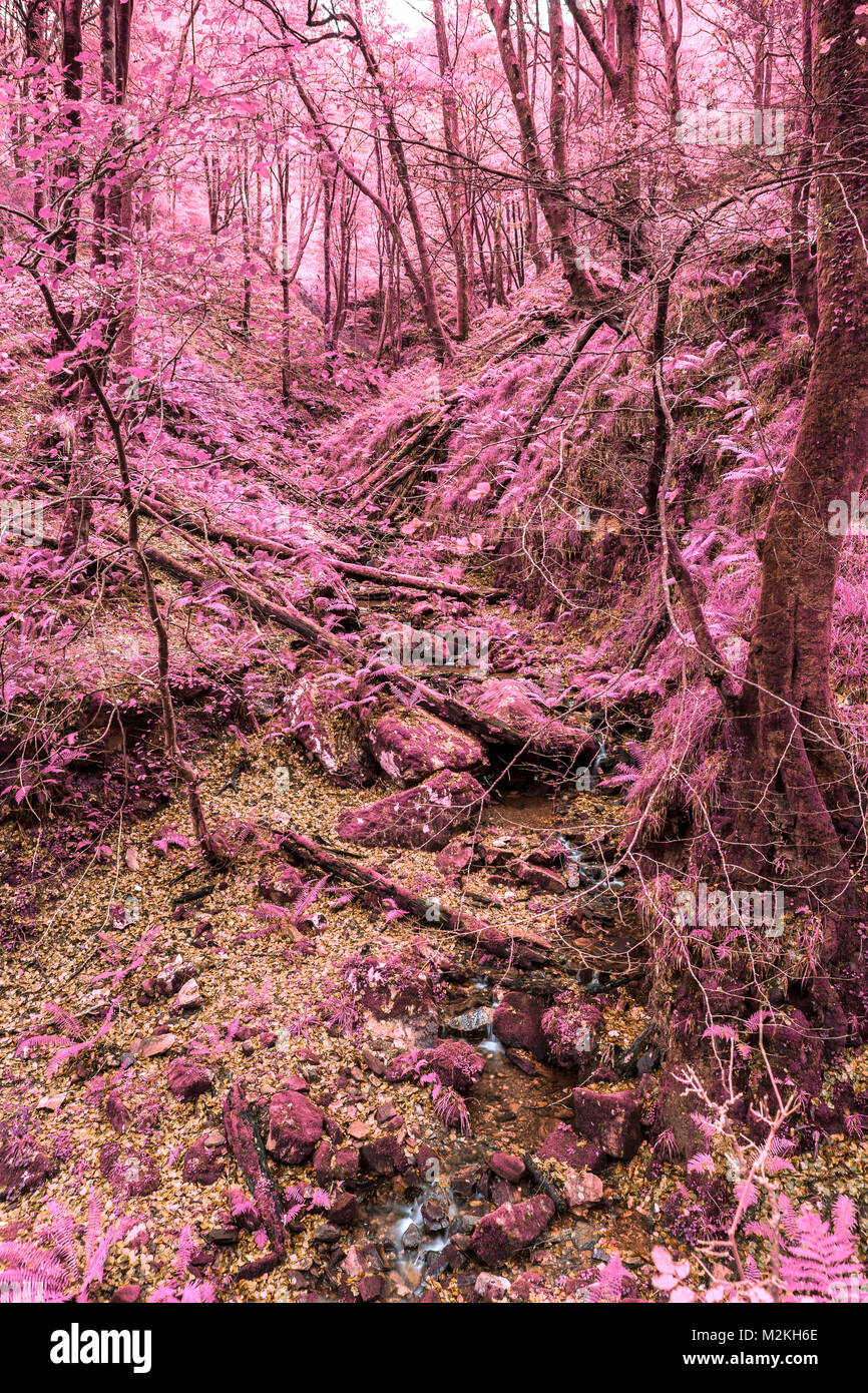 Infrared image of a forest Stock Photo