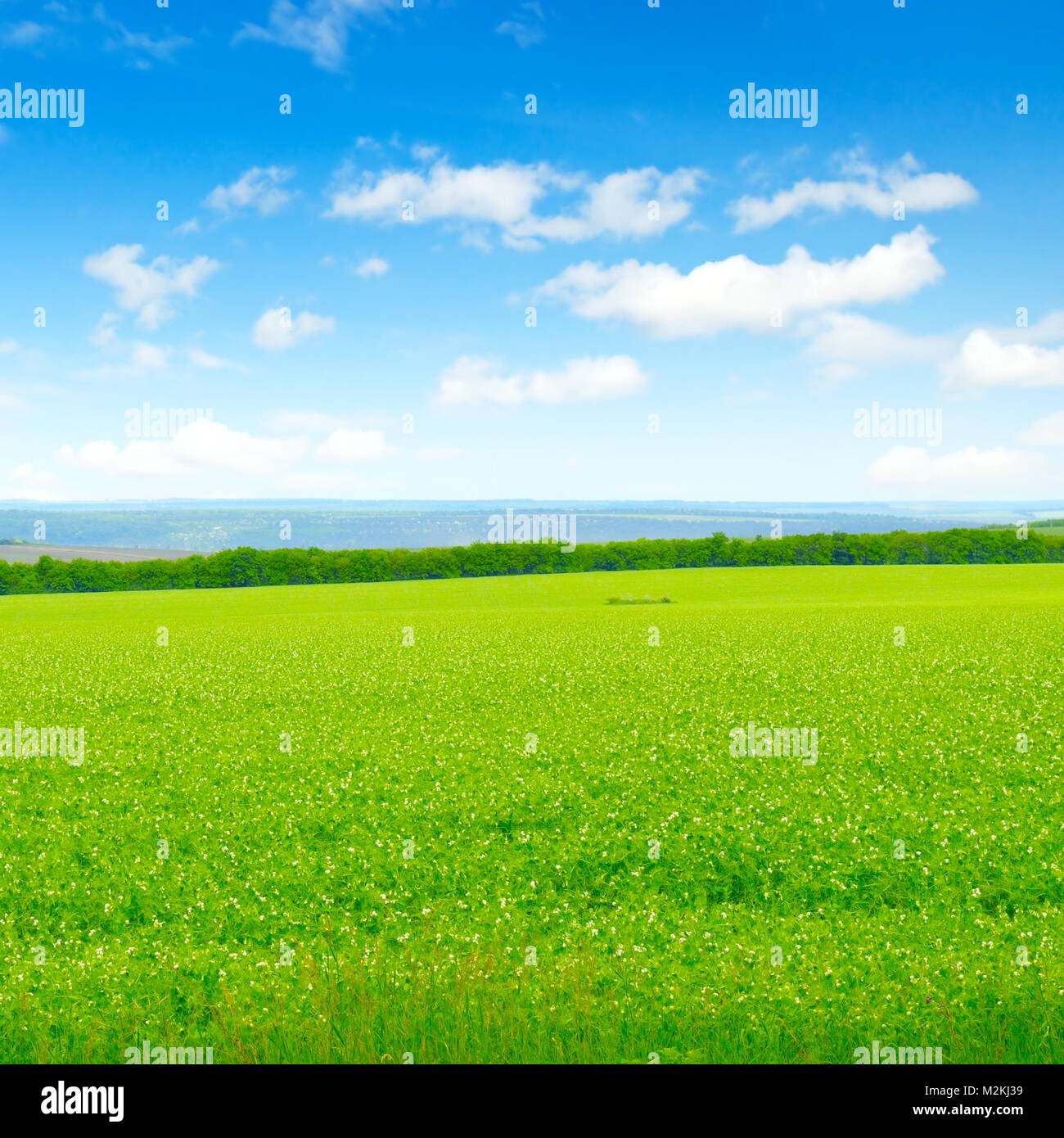 green field and blue sky with light clouds Stock Photo - Alamy
