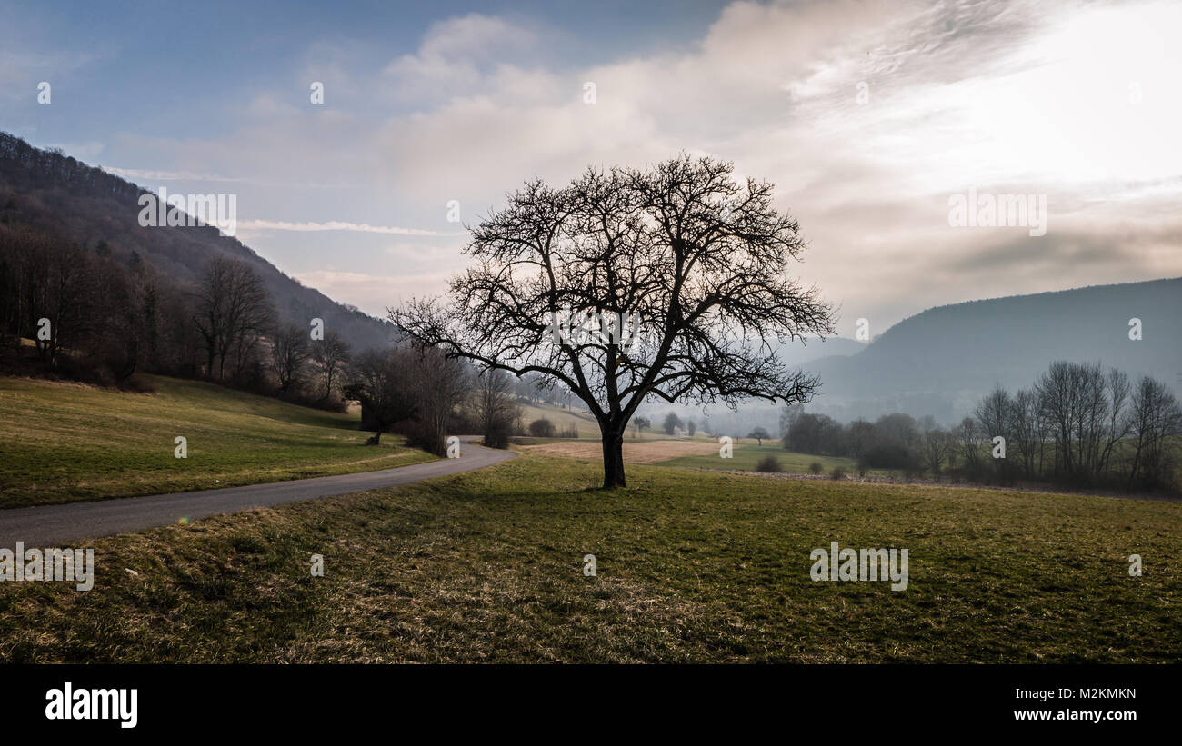 Forest Tree in Talheim Stock Photo