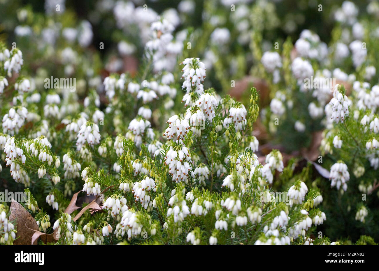 Erica x darleyensis 'Snow Surprise' flowers. Stock Photo