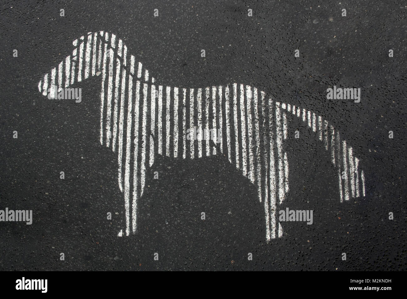 A sign of zebra crossing in a shape of zebra horse drawn on a asphalt pavement Stock Photo