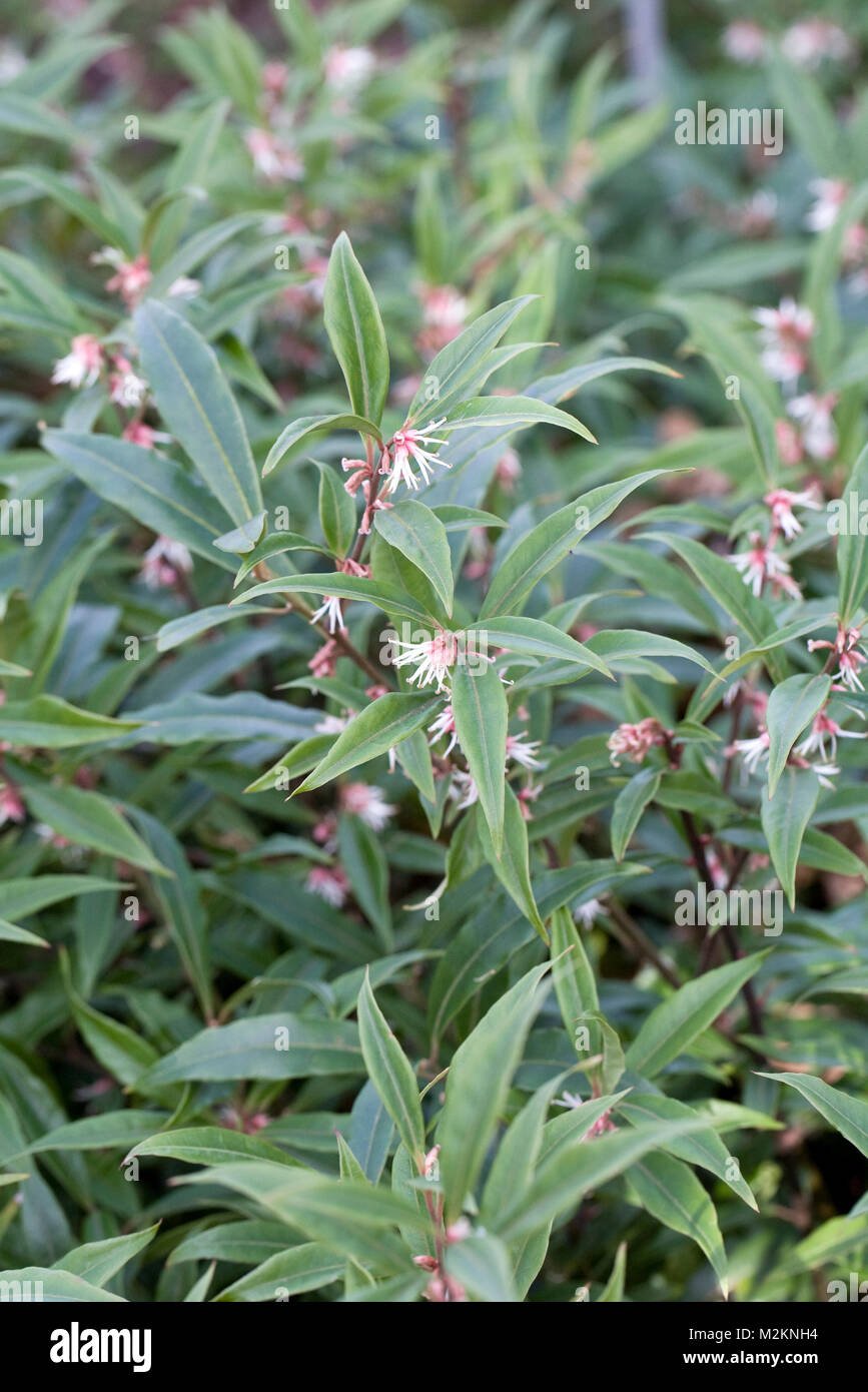 Sarcococca hookeriana var. digyna flowers. Stock Photo