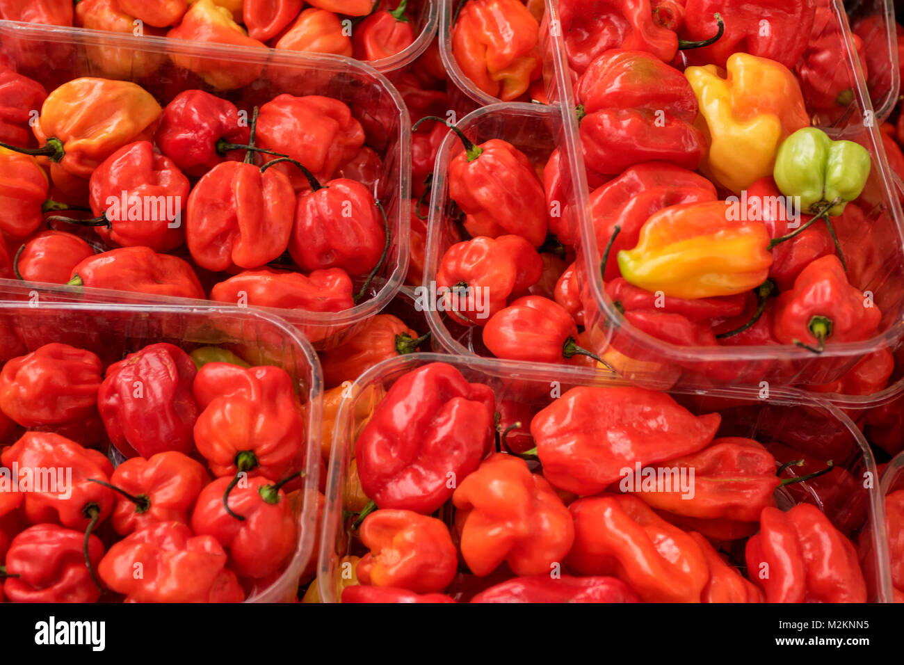 Jamaican Scotch peppers portioned out in trays for sale in urban