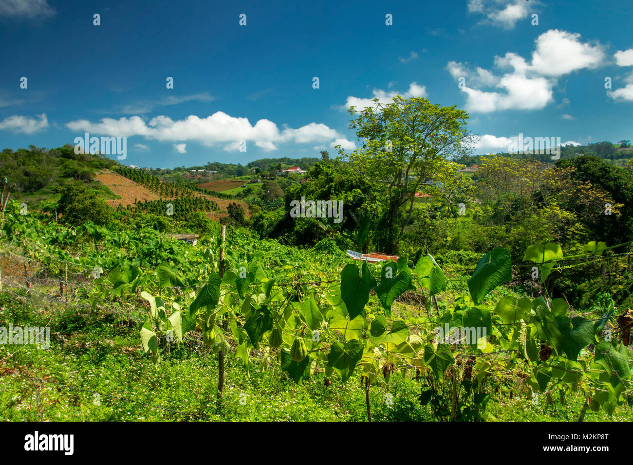 ChoCho growing in the sunshine of Manchester parish lush farmland