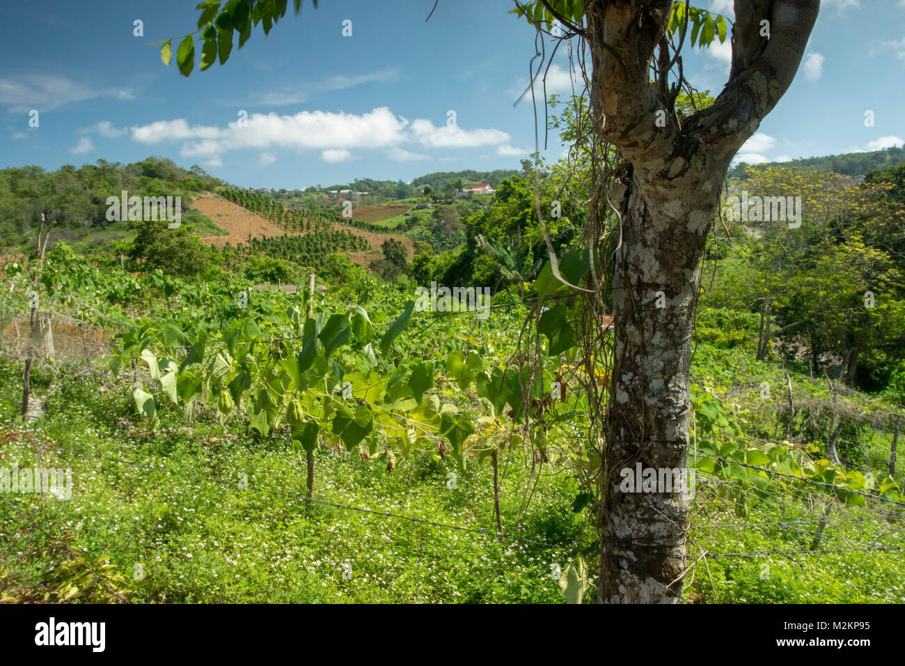 ChoCho growing in the sunshine of Manchester parish lush farmland