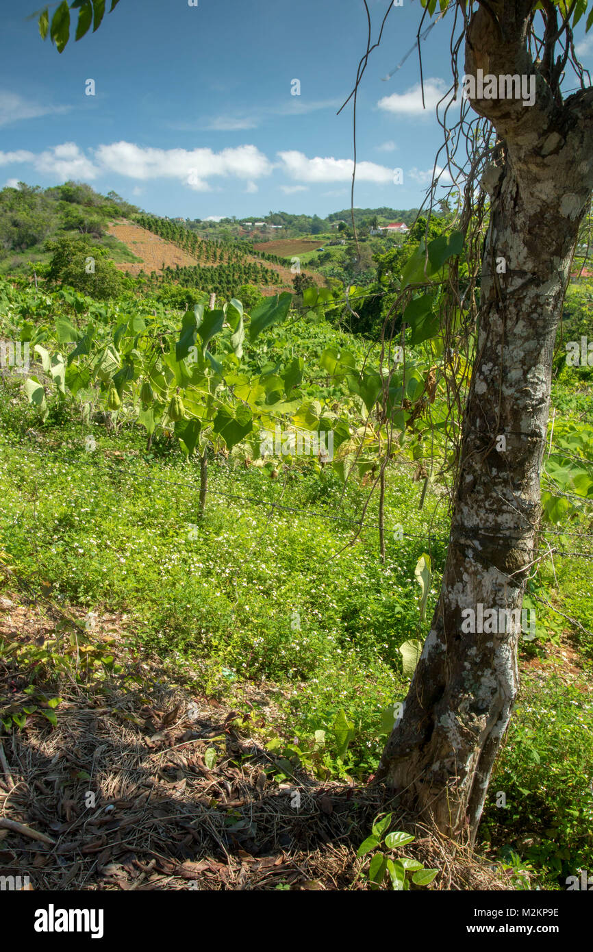 ChoCho growing in the sunshine of Manchester parish lush farmland