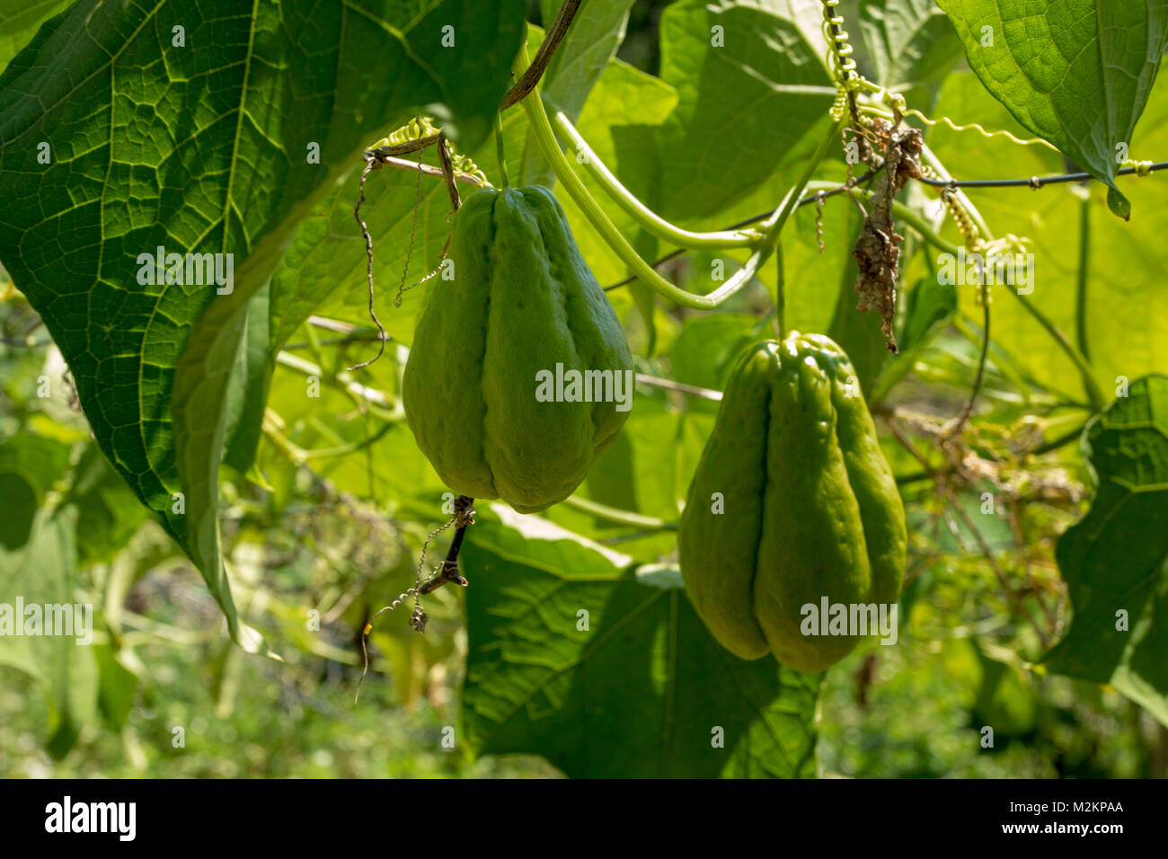 Cho-Cho growing in the sunshine of Manchester parish lush farmland ...
