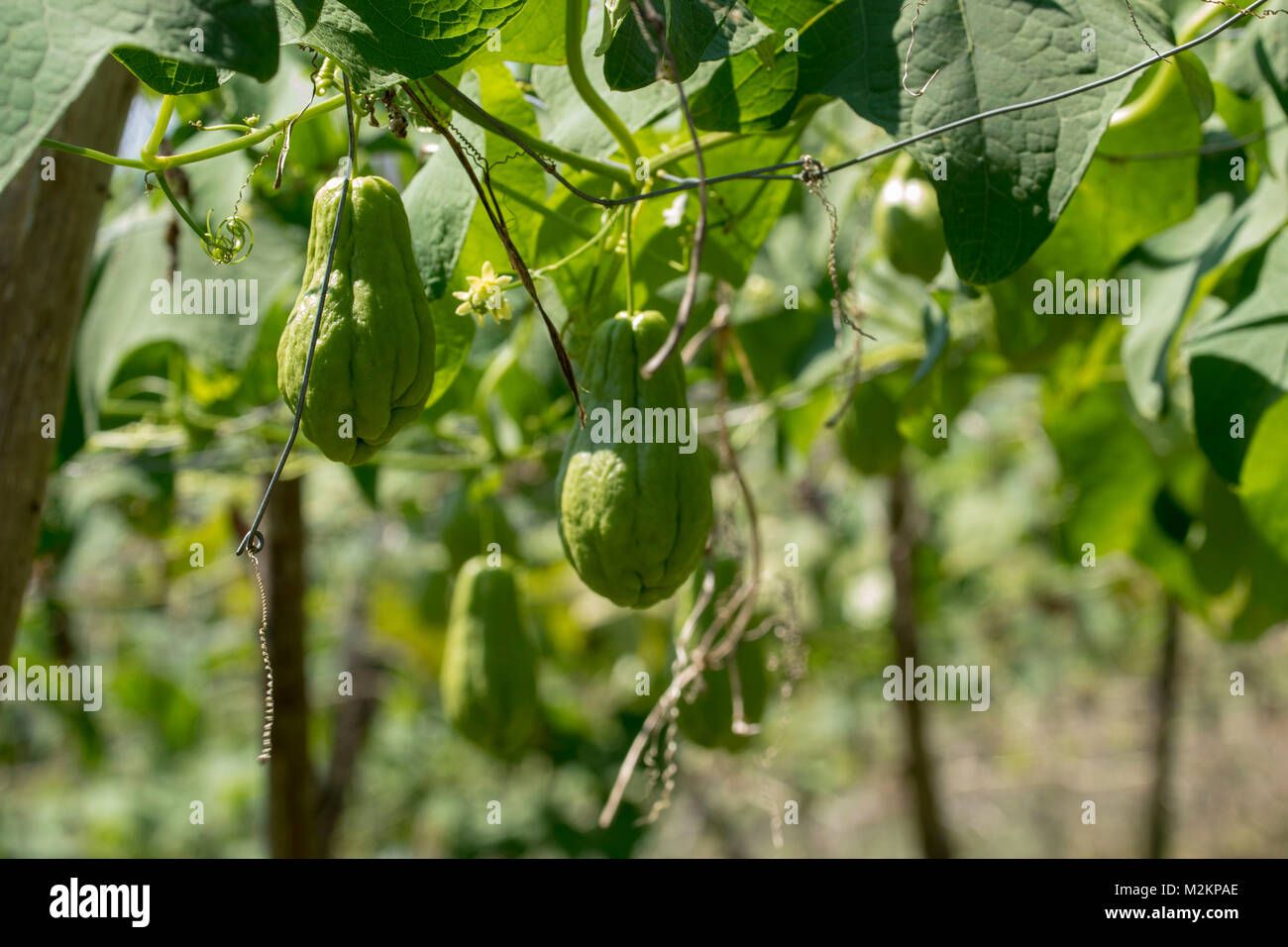Cho-Cho growing in the sunshine of Manchester parish lush farmland ...