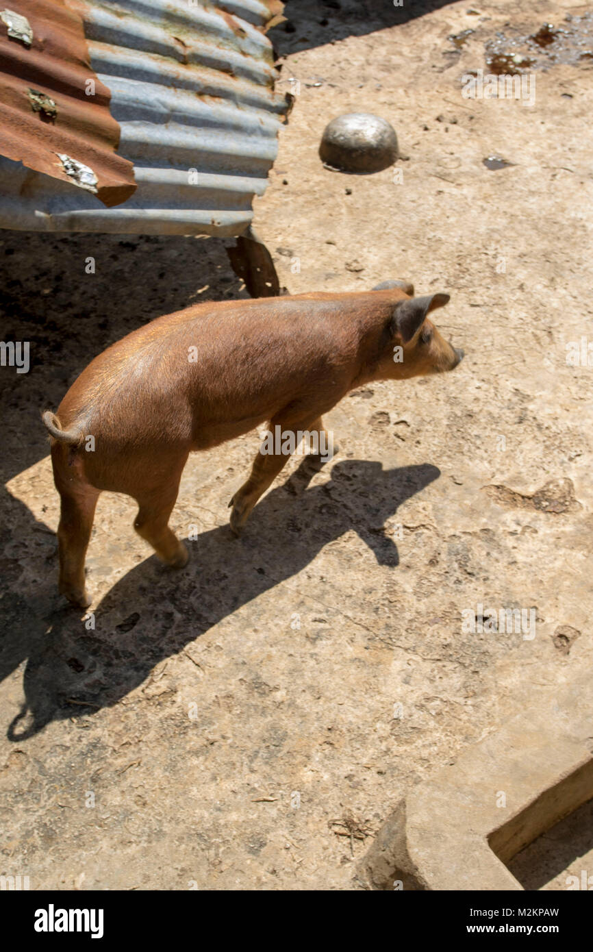 Piglet in pen, Manchester parish, Jamaica, West Indies, Caribbean Stock