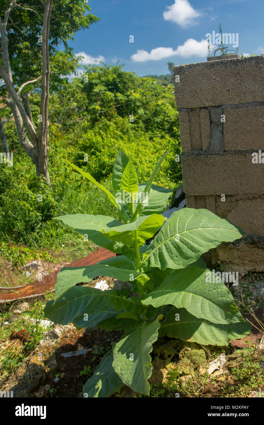 Tobacco plant growing wild in the sunshine landscape of Manchester