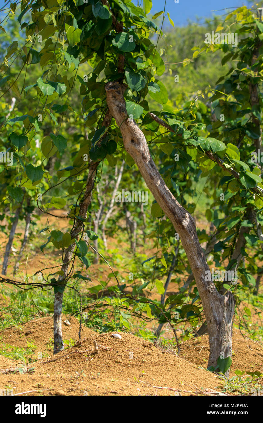 Staple food in jamaica hires stock photography and images Alamy