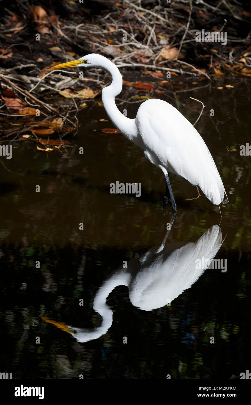 Great Egret wading, Ding Darling National Wildlife Refuge, Sanibel Island, Florida Stock Photo