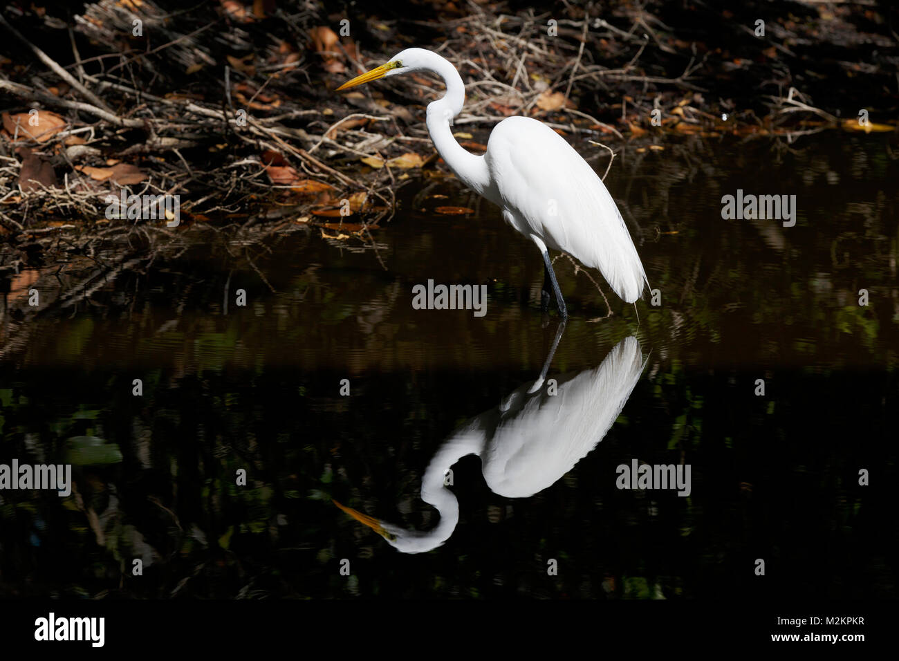 Great Egret wading, Ding Darling National Wildlife Refuge, Sanibel Island, Florida Stock Photo