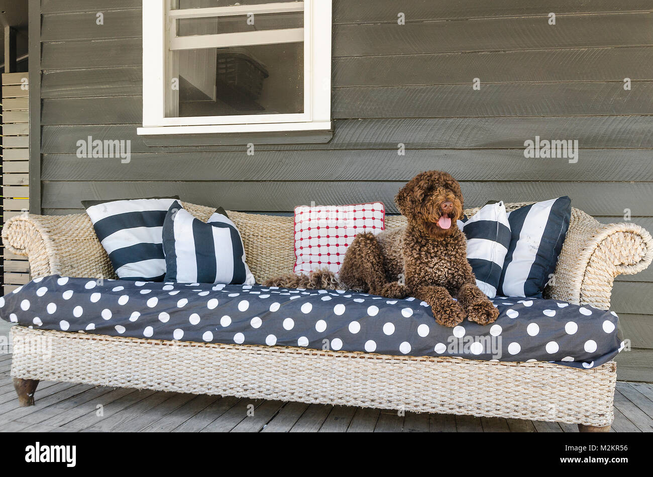 Chocolate brown labradoodle laying on a lounge. Stock Photo