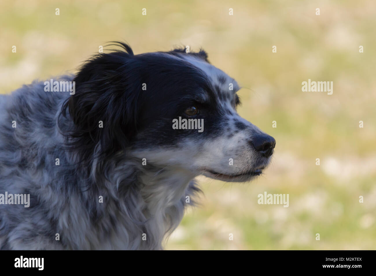 Springer Spaniel Cross, Dog,Canis lupus familiaris, Adult Male Dog, Stock Photo