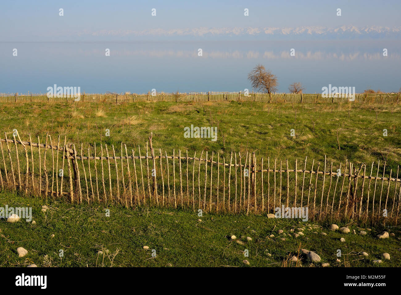 A stick fence around a new apricot orchard. Stock Photo