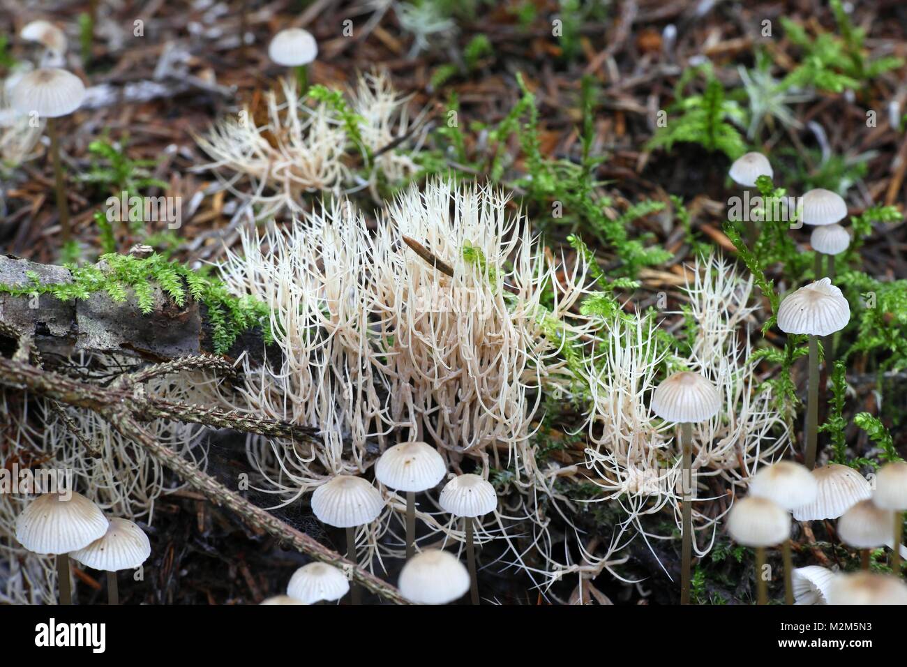 Coral fungus, Pterula multifida Stock Photo