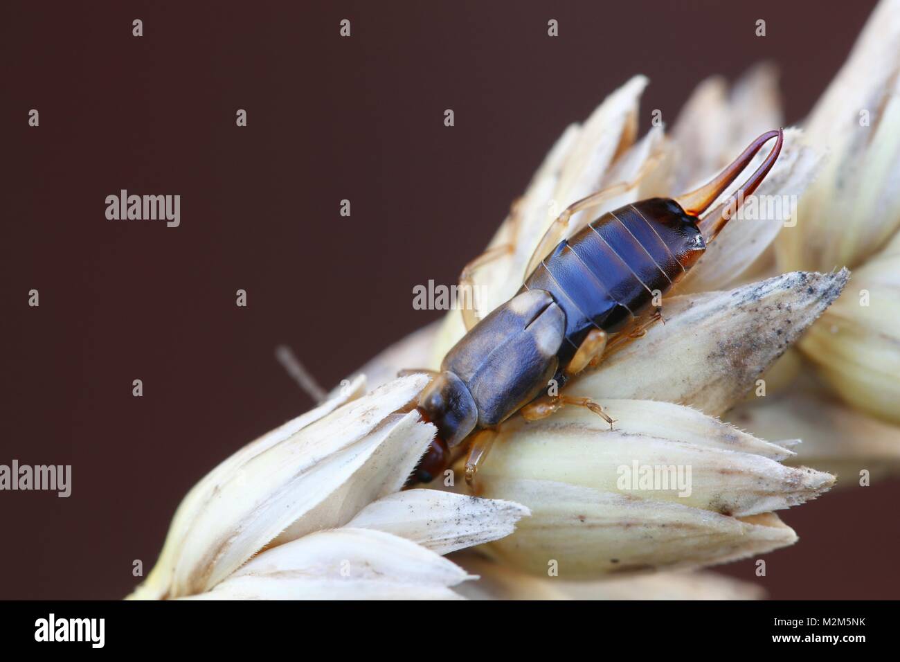 Common European earwig, Forficula auricularia Stock Photo