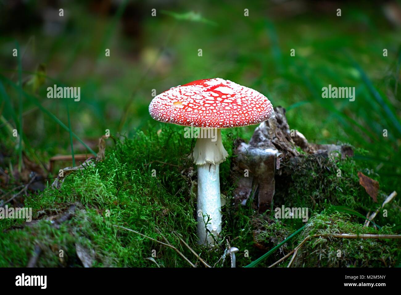 Fly agaric,  hallucinogenic mushroom Stock Photo