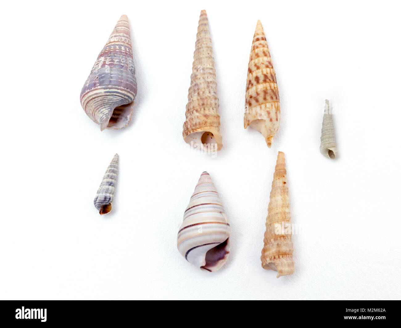 Gastropods Corkscrew Shaped Shells Stock Photo