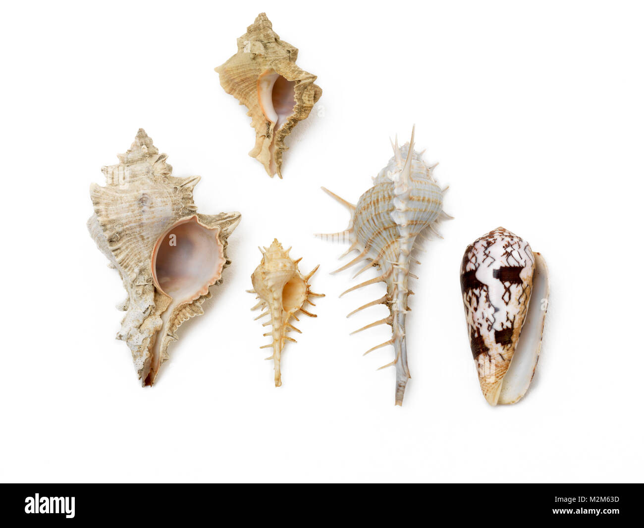 Gastropods Club Shaped Shells Stock Photo