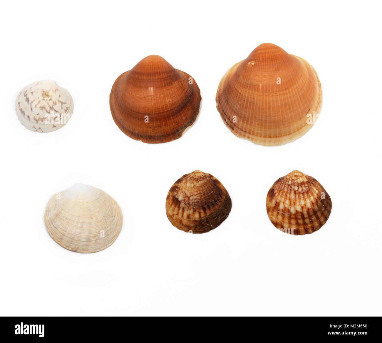 Bivalves Discus Shaped Shells Stock Photo