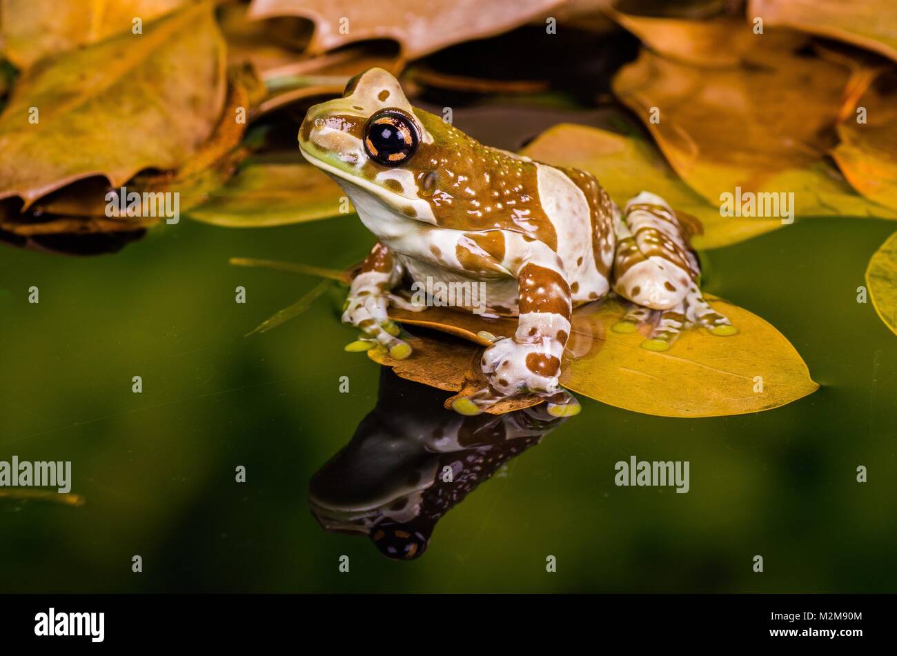 Amazon Milk Frog Stock Photo Alamy