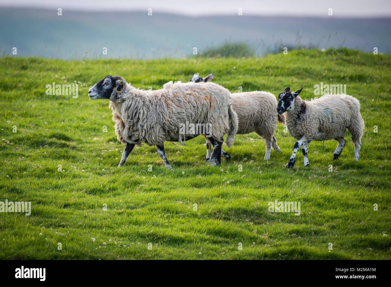 Flock of sheep stand together in pasture, Yorkshire Dales, UK Stock Photo