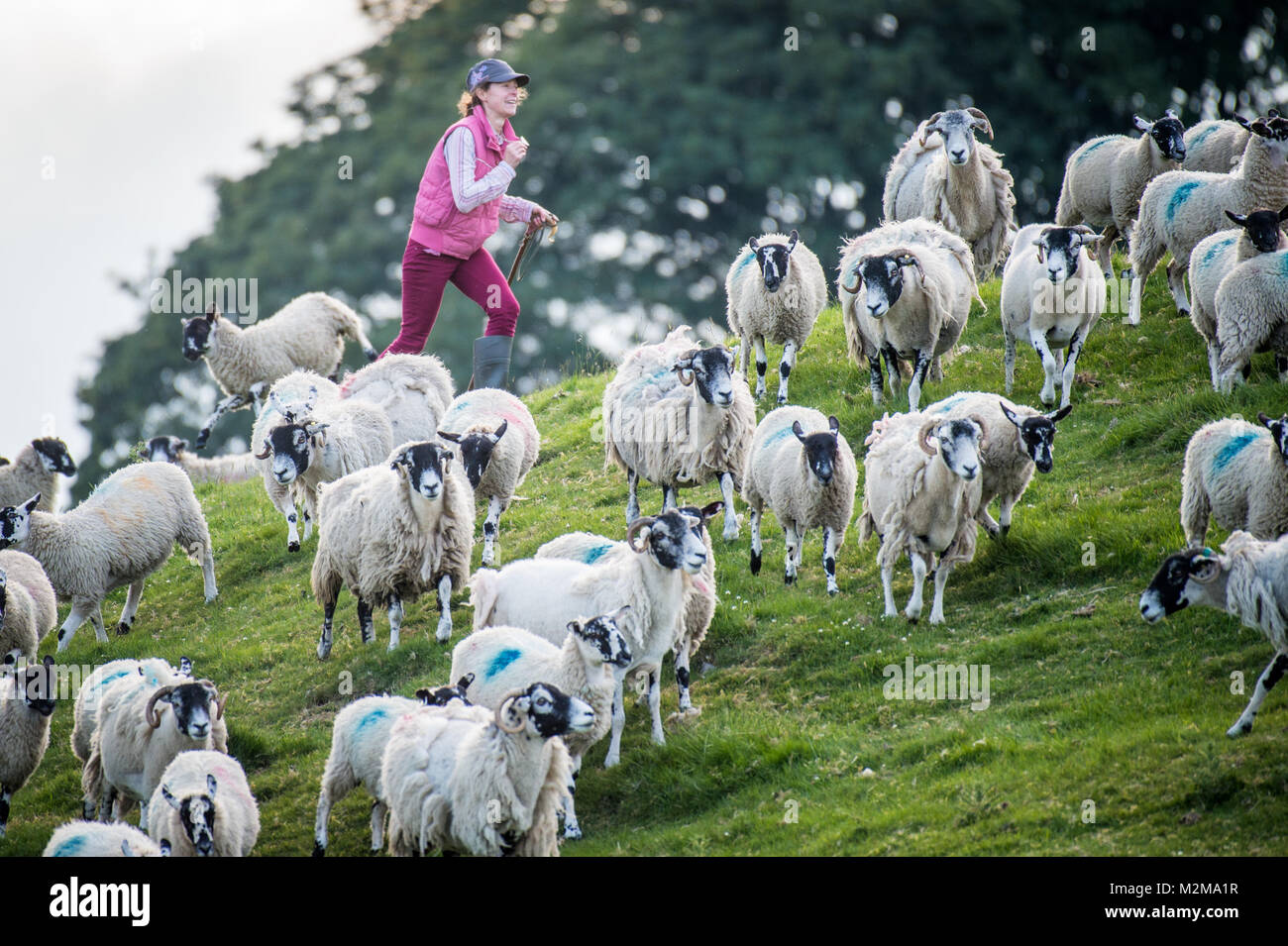 Female shepherd directs flock of sheep, Yorkshire Dales, UK Stock Photo