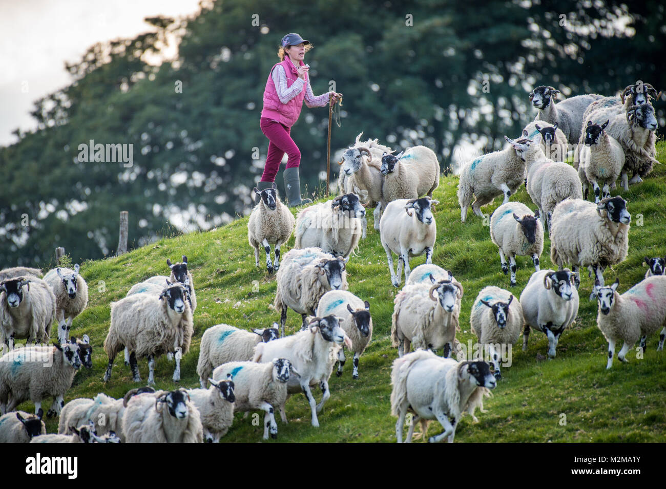 Female shepherd directs flock of sheep, Yorkshire Dales, UK Stock Photo
